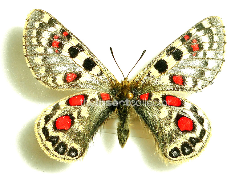 Parnassius acco