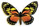 Papilio ascolius  