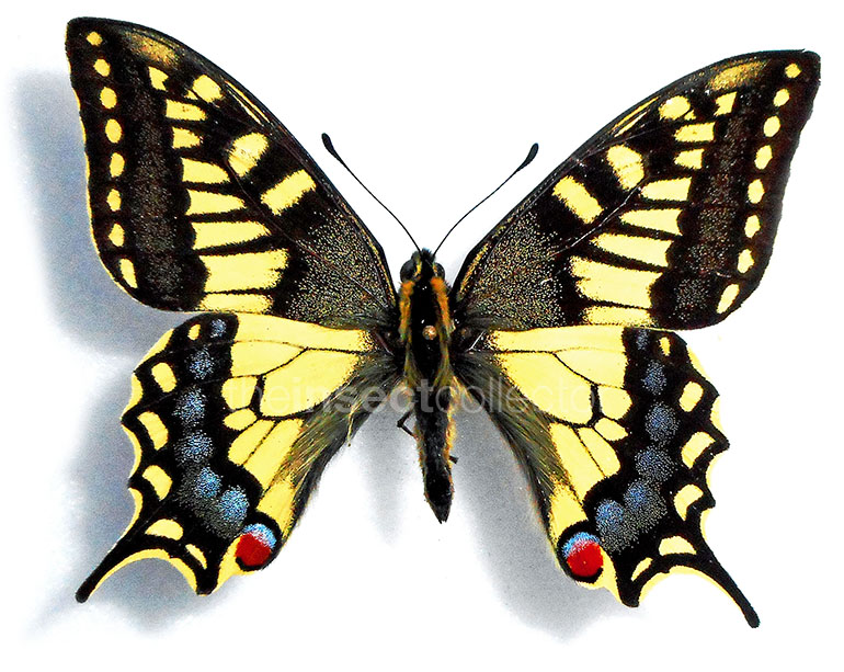 Papilio machaon 