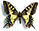 Papilio machaon 