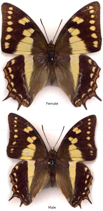 Polyura sacco