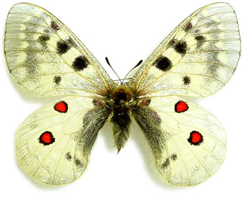 Parnassius sacerdos 