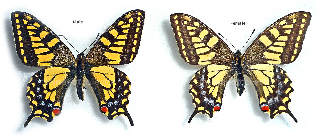 Papilio machaon