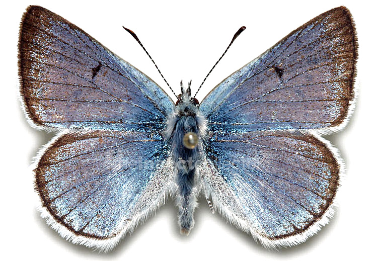 Plebejus saepiolus