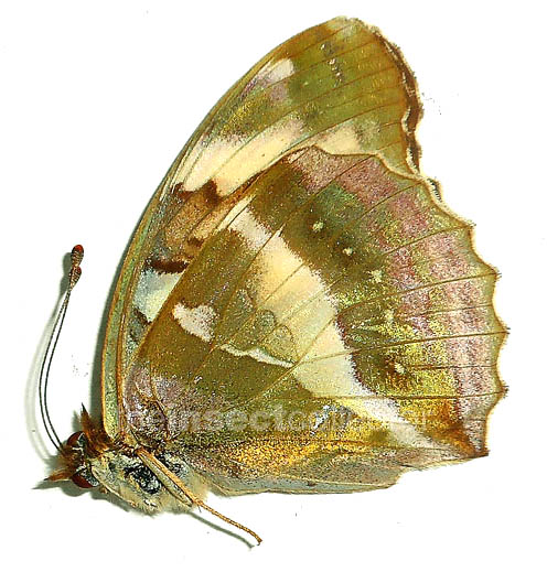 Argynnis sagana 