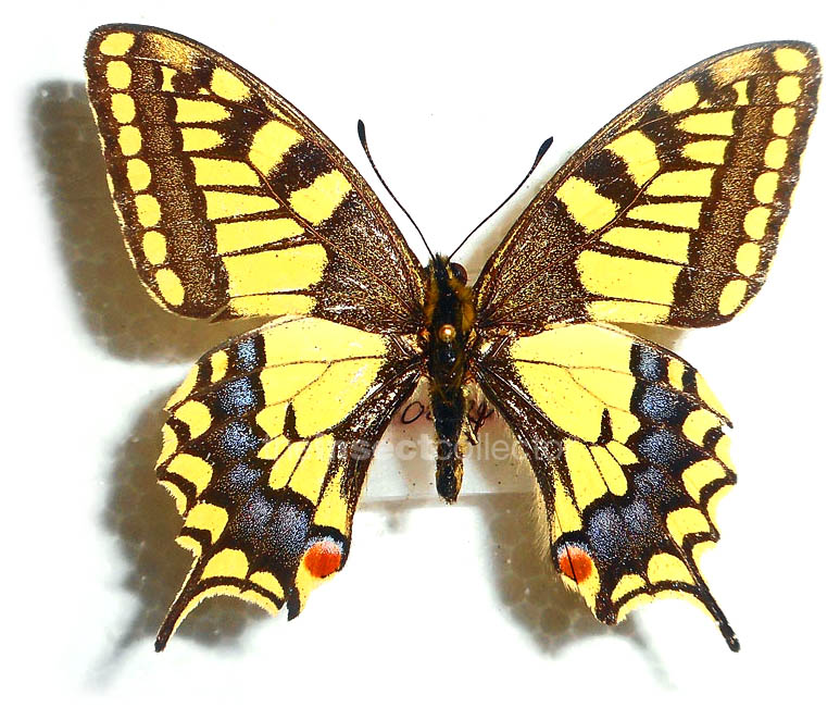 Papilio saharae 