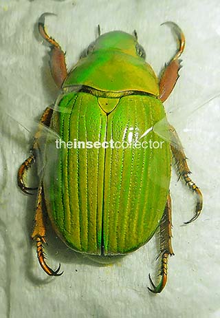 Chrysina sallaei