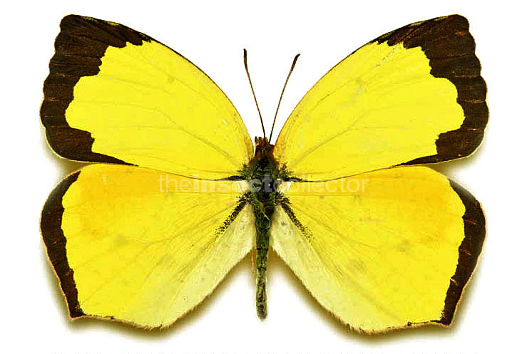 Eurema salome 