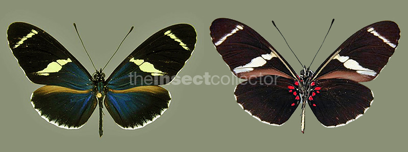 Heliconius sara 