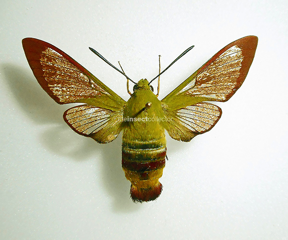 TheInsectCollector