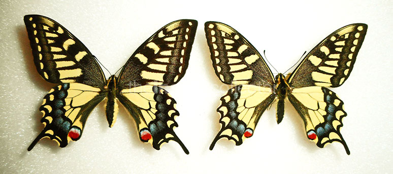 Papilio machaon