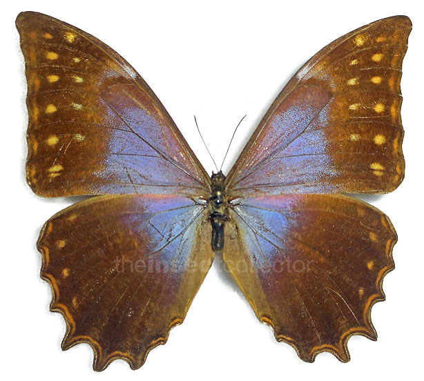 Morpho theseus 