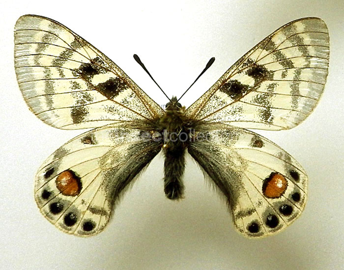 Parnassius charltonius