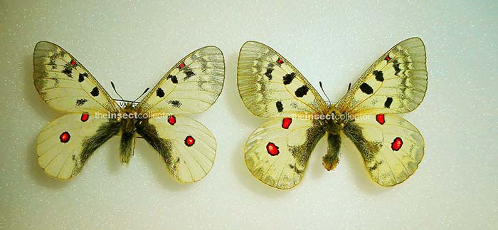 Parnassius sacerdos