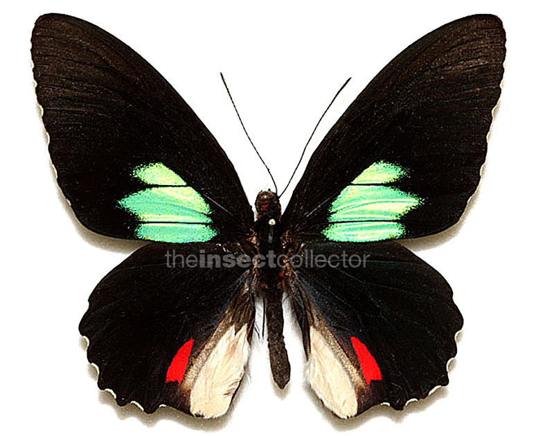 Parides sesostris 