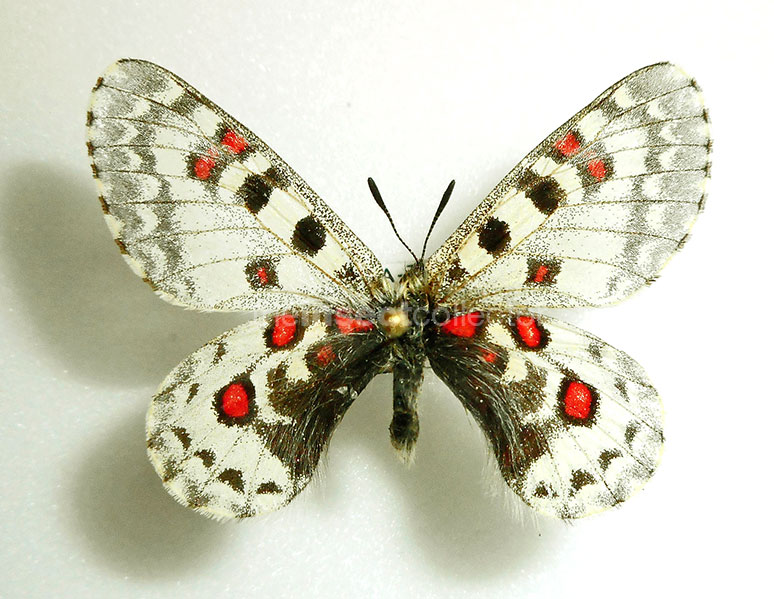 Parnassius everesti 