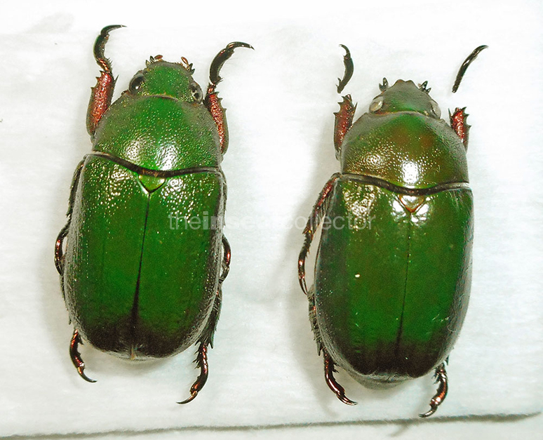 Pelidnota sordida