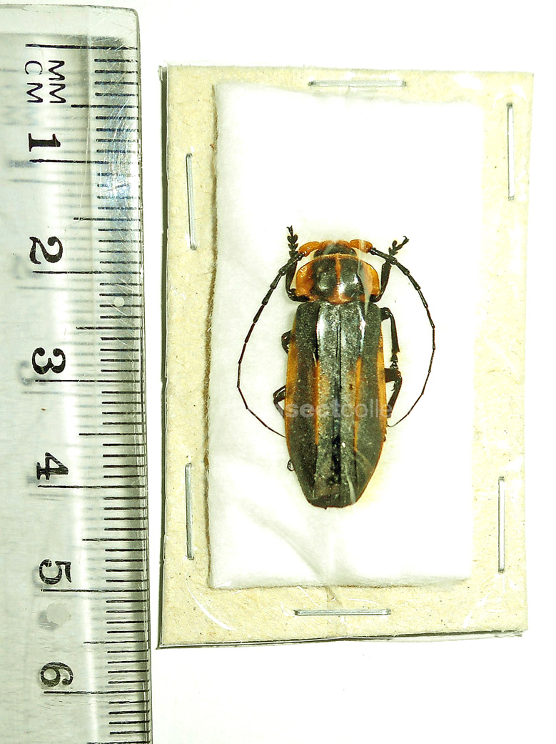 Alocerus spencei