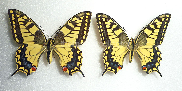 Papilio machaon 