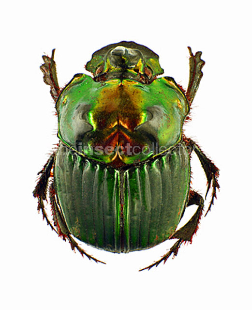 Phanaeus splendidulus