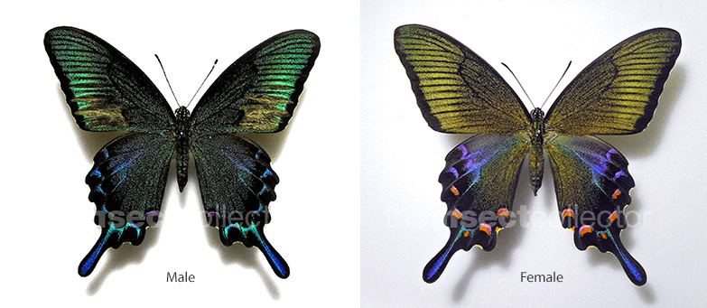 Papilio dehaanii 