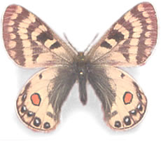 Parnassius stenosemus 