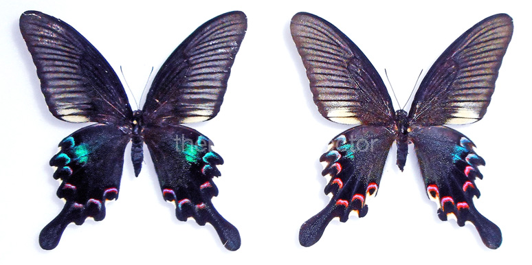 Papilio bianor (=ex polyctor) 