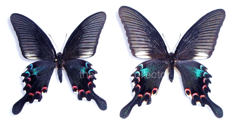 Papilio bianor (=ex polyctor) 