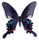 Papilio bianor (=ex polyctor) 