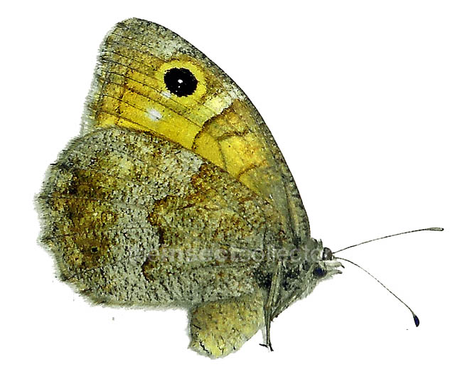 Hipparchia hansii