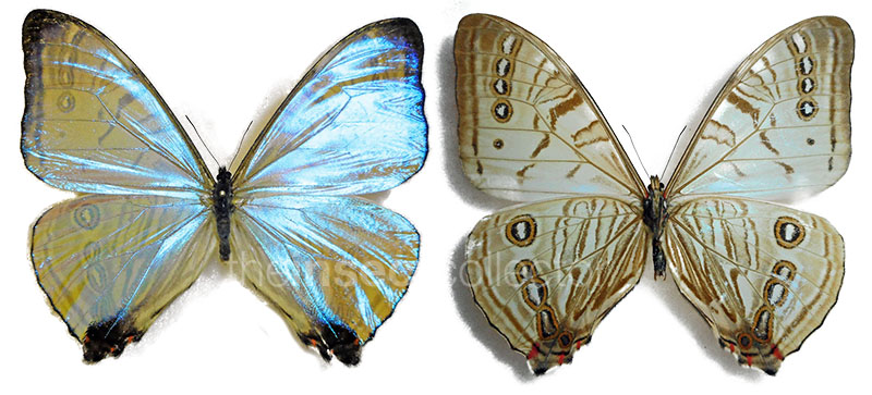 Morpho sulkowskyi 