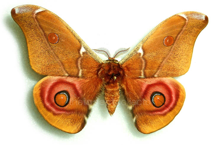 Antherina suraka