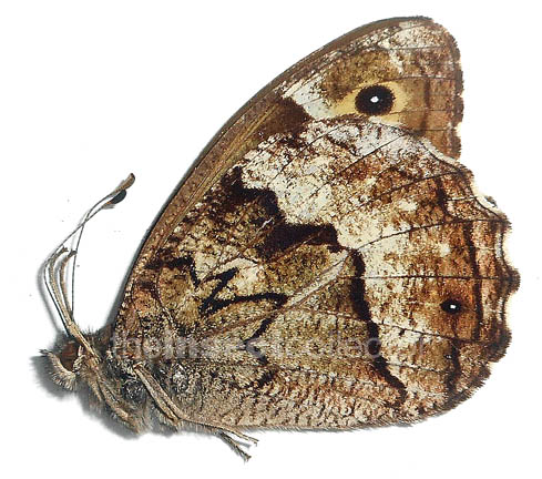 Hipparchia syriaca