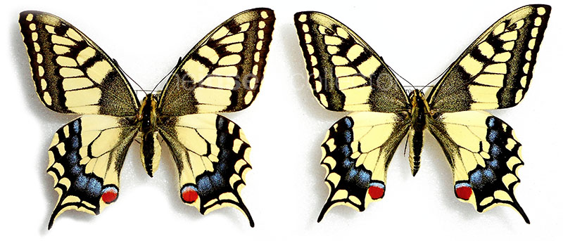 Papilio machaon 