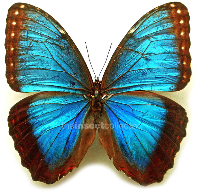 Morpho helenor 