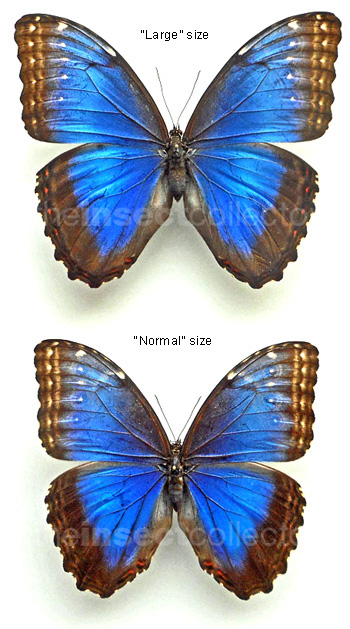 Morpho helenor 