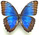 Morpho helenor 