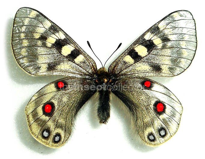 Parnassius imperator