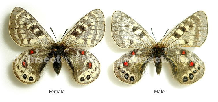 Parnassius cephalus