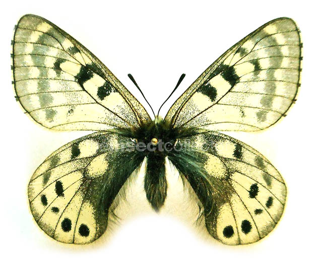 Parnassius cephalus 