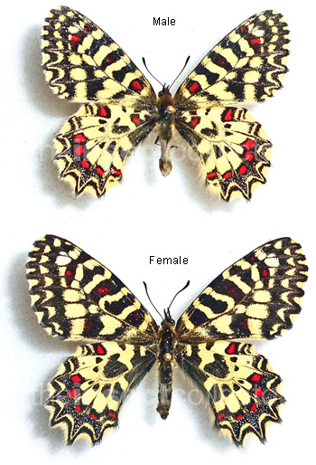 Zerynthia africana