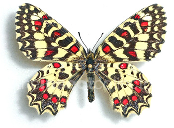 Zerynthia africana