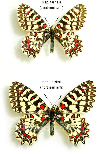 Zerynthia africana