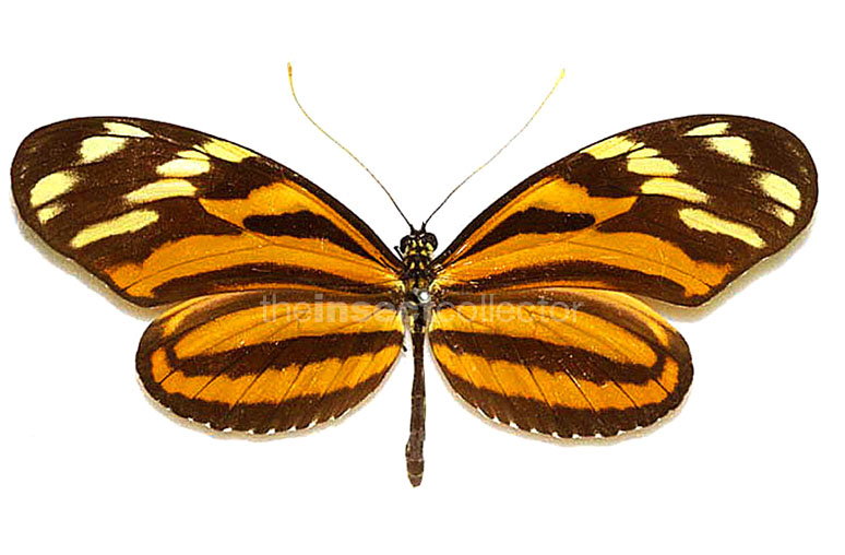 Heliconius ismenius