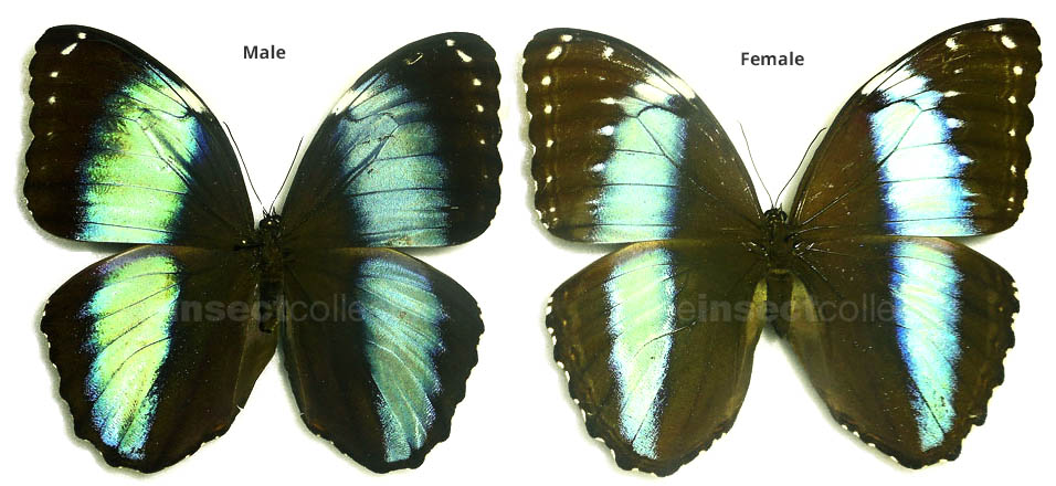 Morpho helenor 