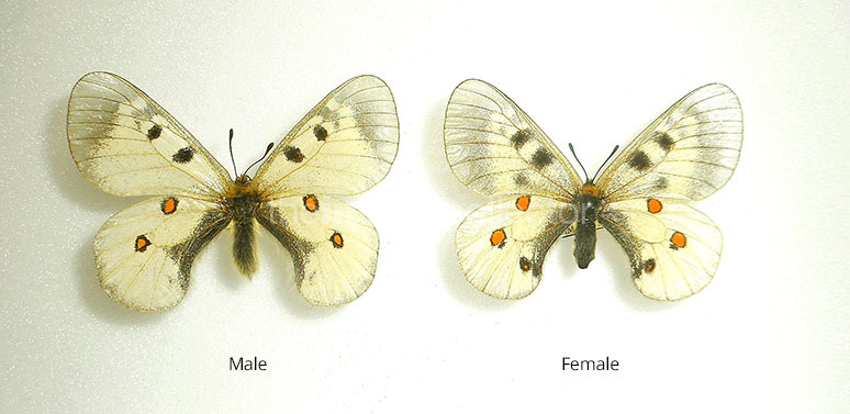 Parnassius nordmanni