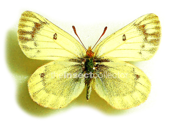 Colias thrasibulus