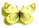 Colias thrasibulus Colias thrasibulus