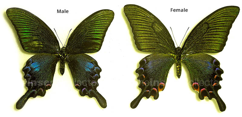 Papilio bianor 