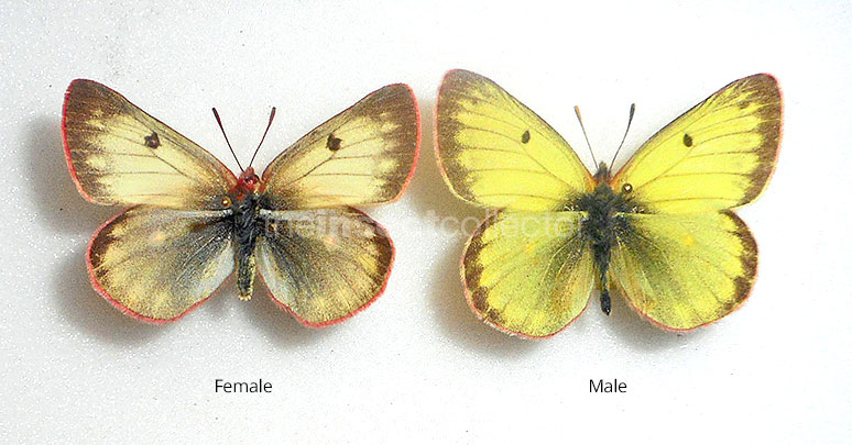 Colias tyche 